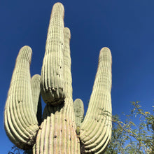 Load image into Gallery viewer, Giant Saguaro Cactus Seeds