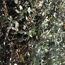 Load image into Gallery viewer, Silver Buttonwood Tree Seeds