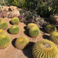 Load image into Gallery viewer, Golden Barrel Cactus Seeds
