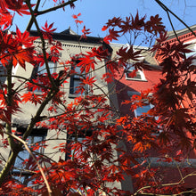 Load image into Gallery viewer, Japanese Amur Maple Tree (Acer Tataricum sub Ginnala) Seeds