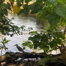 Load image into Gallery viewer, Portia Tulip Tree Seeds