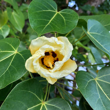 Load image into Gallery viewer, Portia Tulip Tree Seeds