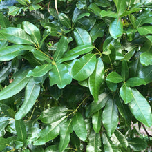 Load image into Gallery viewer, Umbrella Tree Seeds