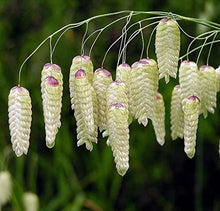 Load image into Gallery viewer, Quaking Ornamental Grass Seeds