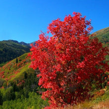 Load image into Gallery viewer, Big Tooth (Western Sugar) Maple Tree Seeds