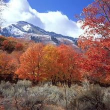 Load image into Gallery viewer, Big Tooth (Western Sugar) Maple Tree Seeds