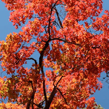 Load image into Gallery viewer, Big Tooth (Western Sugar) Maple Tree Seeds