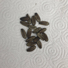 Load image into Gallery viewer, Royal Poinciana Tree Seeds