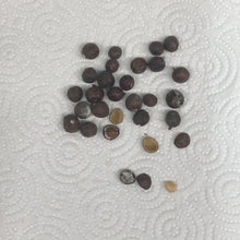 Load image into Gallery viewer, Gumbo Limbo Tree Seeds