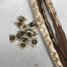 Load image into Gallery viewer, Moringa Drumstick Tree Seeds
