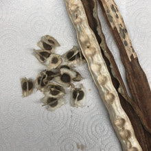 Load image into Gallery viewer, Moringa Drumstick Tree Seeds