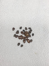 Load image into Gallery viewer, River Tamarind Tree Seeds