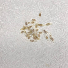 Load image into Gallery viewer, Yellow Elder Trumpet Bush Seeds