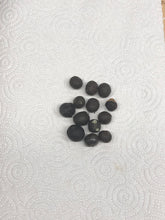 Load image into Gallery viewer, Sabal Palm Tree Seeds