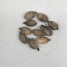 Load image into Gallery viewer, Christmas Palm Tree Seeds