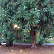 Load image into Gallery viewer, Giant Sequoia Redwood Tree Seeds