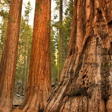 Load image into Gallery viewer, Giant Sequoia Redwood Tree Seeds