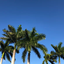 Load image into Gallery viewer, Royal Palm Tree Seeds