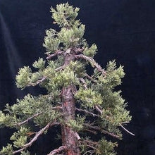 Load image into Gallery viewer, Giant Sequoia Redwood Tree Seeds