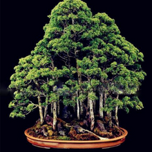 Load image into Gallery viewer, Giant Sequoia Redwood Tree Seeds