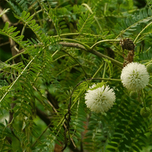 Load image into Gallery viewer, River Tamarind Tree Seeds