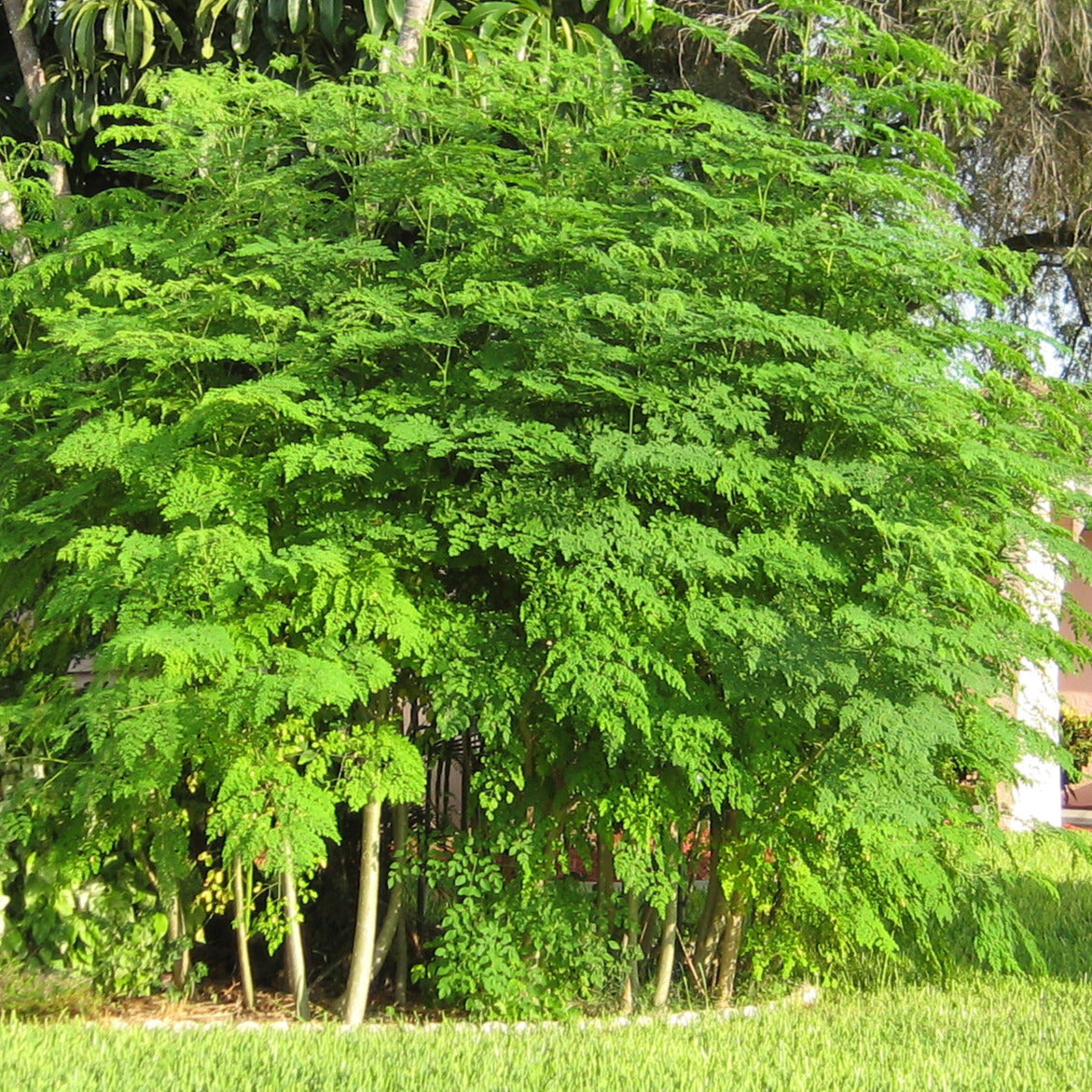 drumstick plant from seeds Moringa Drumstick Tree Seeds – SEEDTOPIA