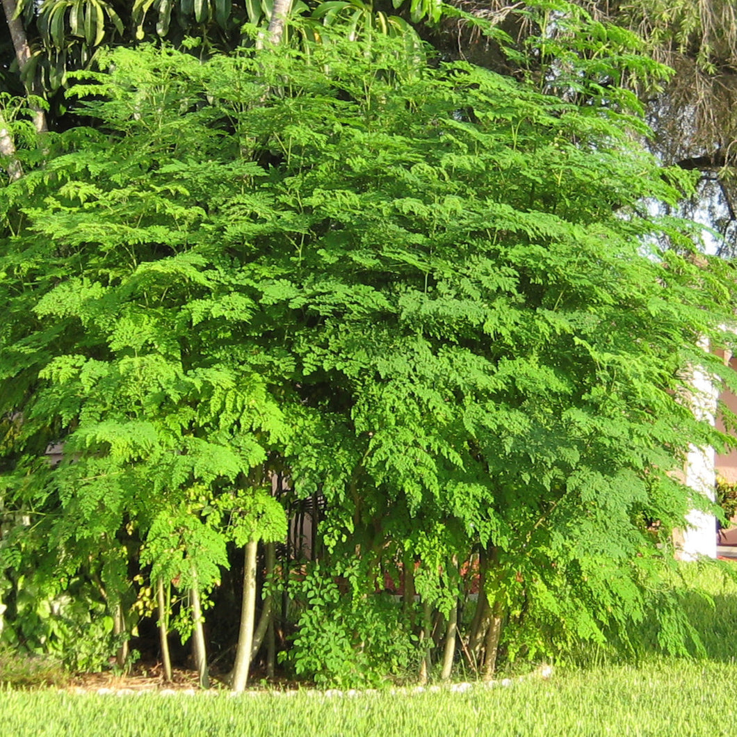 Moringa Drumstick Tree Seeds