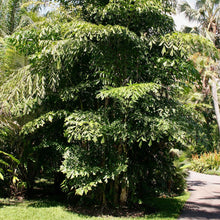Load image into Gallery viewer, Fishtail Palm Tree Seeds