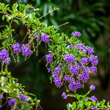 Load image into Gallery viewer, Sapphire Shower Duranta Plant Seeds
