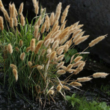Load image into Gallery viewer, Rabbit's Foot Ornamental Grass Seeds