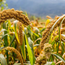 Load image into Gallery viewer, Foxtail Millet Ornamental Grass Seeds