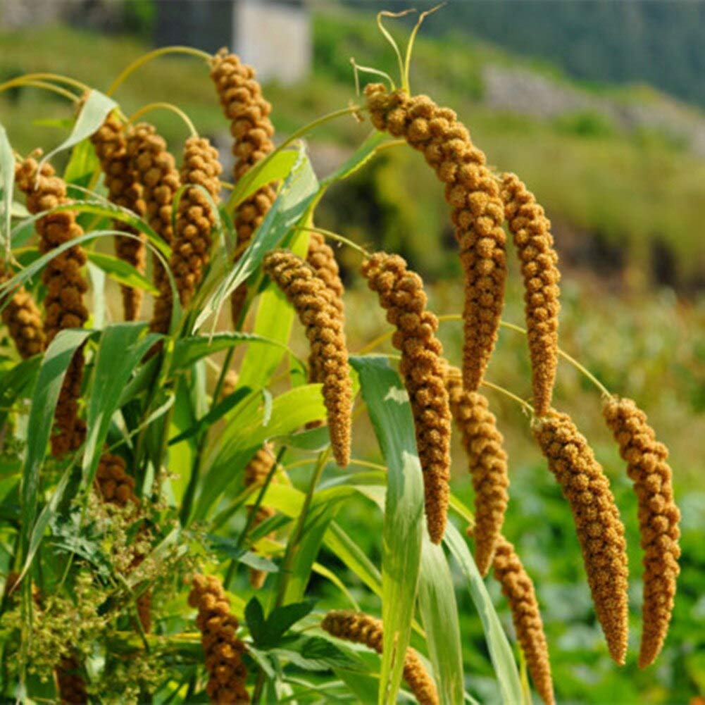 where to buy millet seeds for planting Foxtail Millet Ornamental Grass Seeds – SEEDTOPIA