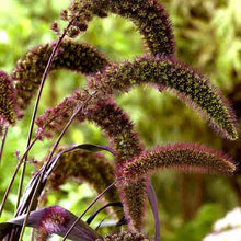 Load image into Gallery viewer, Red Jewel Ornamental Grass Seeds