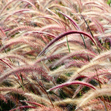 Load image into Gallery viewer, Red Jewel Ornamental Grass Seeds