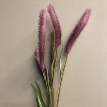 Load image into Gallery viewer, Red Jewel Ornamental Grass Seeds