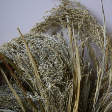 Load image into Gallery viewer, Violet Ornamental Panic Grass Seeds