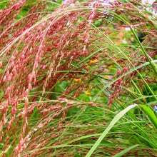 Load image into Gallery viewer, Violet Ornamental Panic Grass Seeds