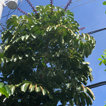 Load image into Gallery viewer, Umbrella Tree Seeds