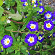 Load image into Gallery viewer, Royal Ensign Morning Glory Plant Seeds