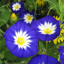 Load image into Gallery viewer, Royal Ensign Morning Glory Plant Seeds