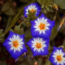 Load image into Gallery viewer, Royal Ensign Morning Glory Plant Seeds