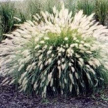 Load image into Gallery viewer, White Fountain Ornamental Grass Seeds
