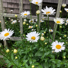 Load image into Gallery viewer, Alaska Shasta Daisy Flower Seeds