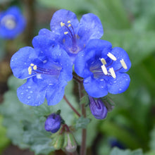 Load image into Gallery viewer, California Bluebell Flower Seeds