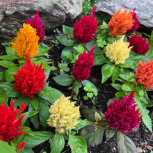 Load image into Gallery viewer, Celosia "Pampas Plume" Flower Seeds