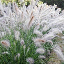 Load image into Gallery viewer, White Fountain Ornamental Grass Seeds
