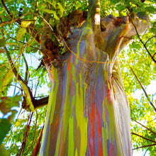 Load image into Gallery viewer, Rainbow Eucalyptus Tree Seeds