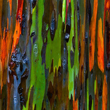 Load image into Gallery viewer, Rainbow Eucalyptus Tree Seeds