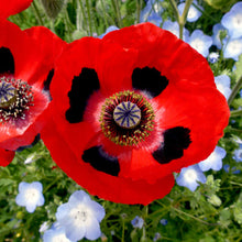 Load image into Gallery viewer, Lady Bird Poppy Flower Seeds
