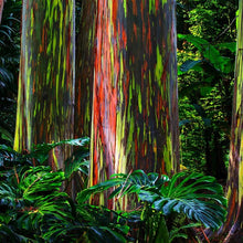 Load image into Gallery viewer, Rainbow Eucalyptus Tree Seeds